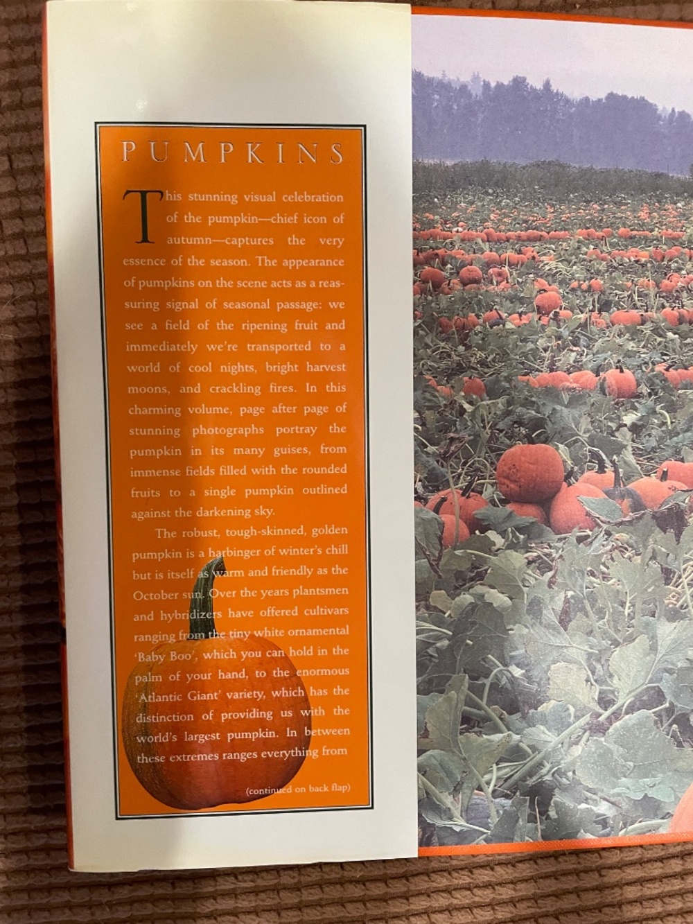 Punmpkins:  A Photographic Celebration - Hardbound - Picture 5 of 13